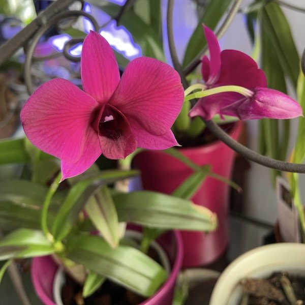 dendrobium